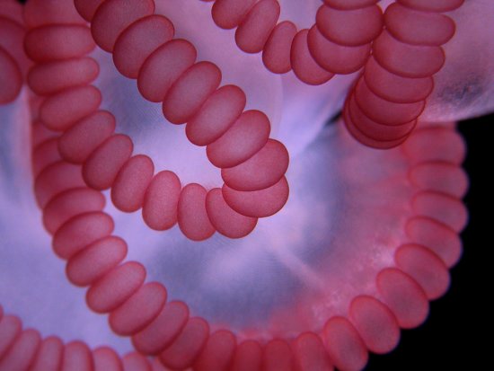 最佳年度生物显微照片,水蚤微观照居首