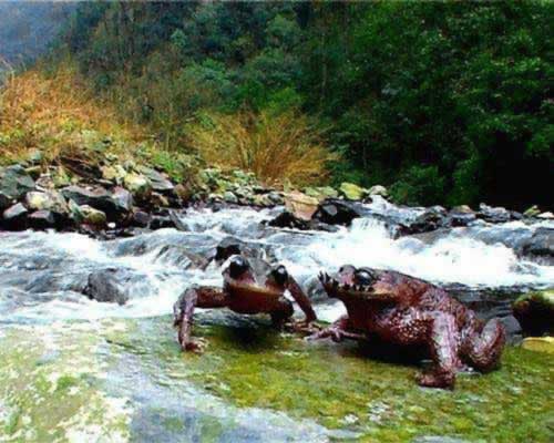 武夷山首次捕获“角怪”