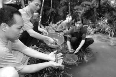 湖南人工繁殖娃娃鱼成功