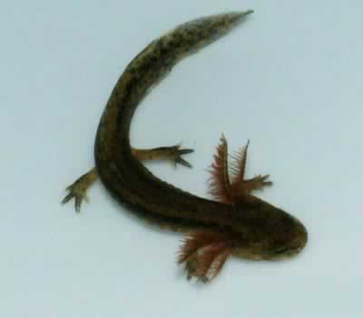 湖南人工繁殖娃娃鱼成功