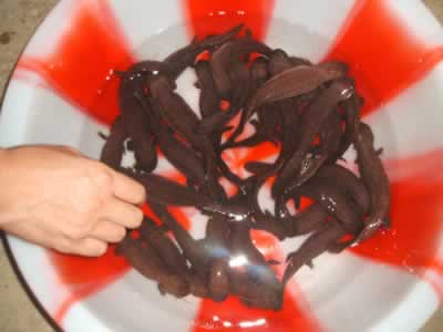 湖南人工繁殖娃娃鱼成功