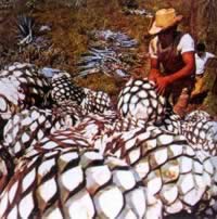 我国与墨西哥建立外交关系