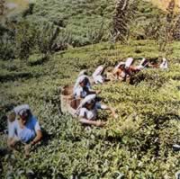 我国与斯里兰卡建立外交关系(歷史上的今天。中国)