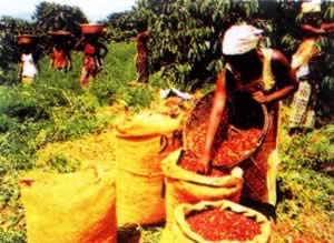 我国与科特迪瓦建立外交关系