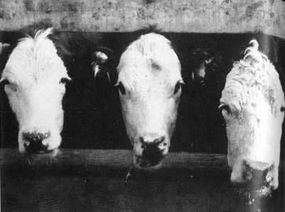 英国疯牛病恐慌震全球(历史上今天todayonhistory.com)