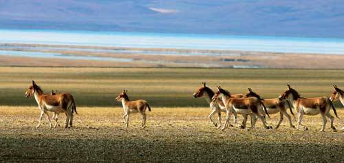 国家对可可西里进行科学考察(TodayinHistory.cn)