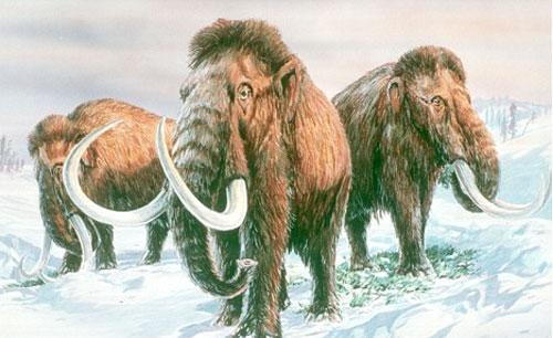 冷冻精子复活猛犸